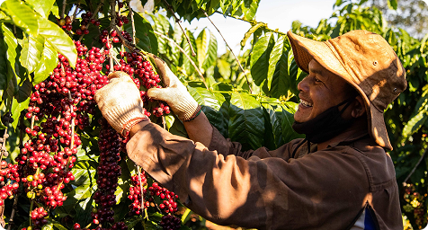 CÔNG TY TNHH THƯƠNG MẠI CỔ PHẦN VINACAFE 36