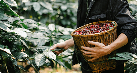 Nông trại cà phê