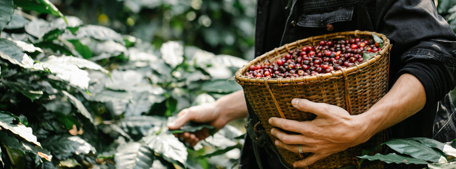 CÔNG TY TNHH THƯƠNG MẠI CỔ PHẦN VINACAFE 3