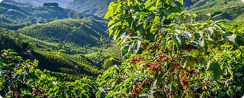 Vùng nguyên liệu độ cao 500-1000m