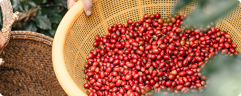 Thu hái chọn lọc quả chín đỏ