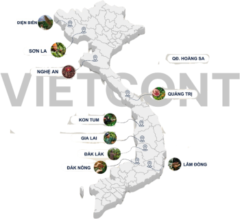 Mạng lưới cà phê