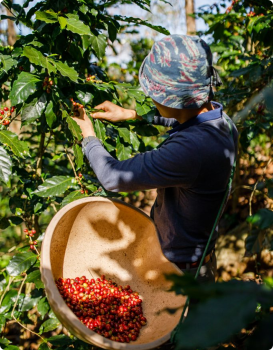 Câu Chuyện Cà Phê